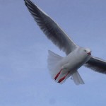 Red-billed gull