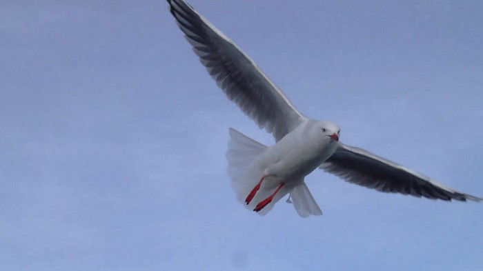 Red-billed gull