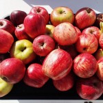 Assortiment de pommes glanées sur la route