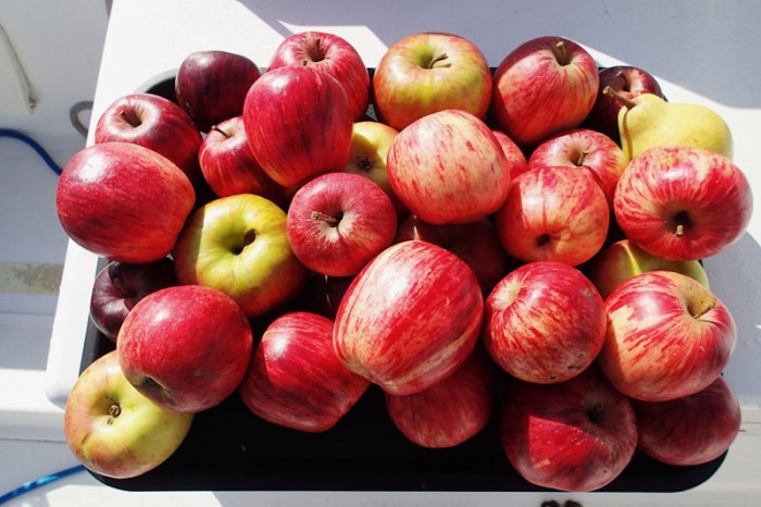 Assortiment de pommes glanées sur la route