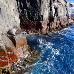 Un phoque endormi au cap Hauy