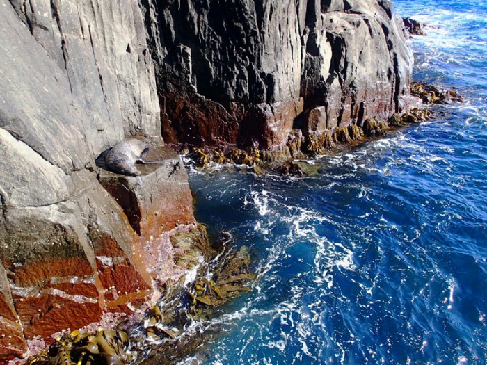 Un phoque endormi au cap Hauy