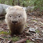 Aussi mignon qu’une marmotte