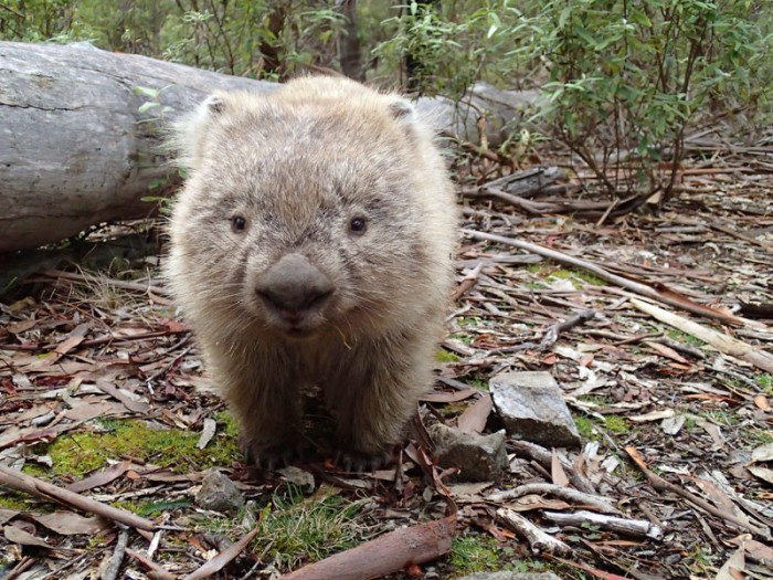 Aussi mignon qu’une marmotte