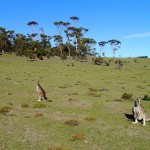 Kangaroos en goguette