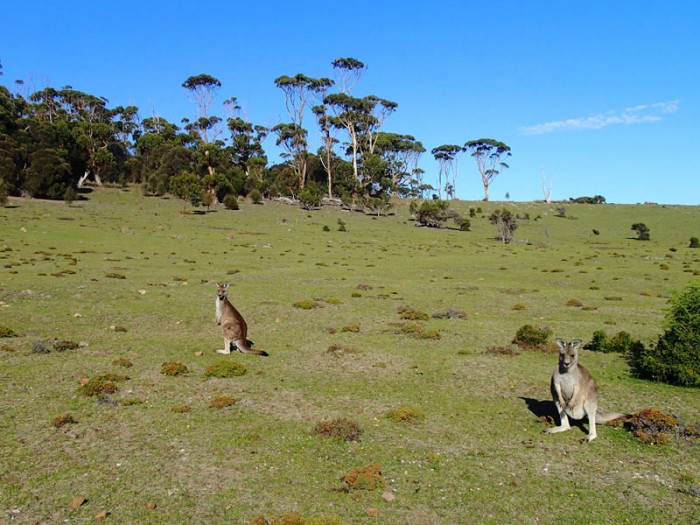 Kangaroos en goguette