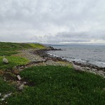 Cape Barren Geese (oies)