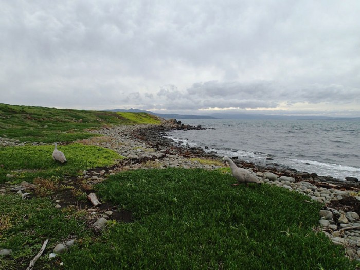 Cape Barren Geese (oies)