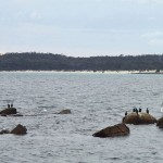 Cormorans et pélicans squattent le même espace