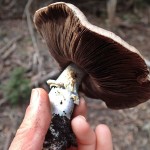 Field Mushroom, le plus commun