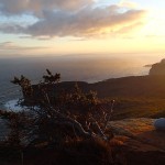 Shipstern Bluff derrière la branche, sur l’horizon Bruny Island