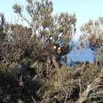 Yellow-tailed black cockatoo