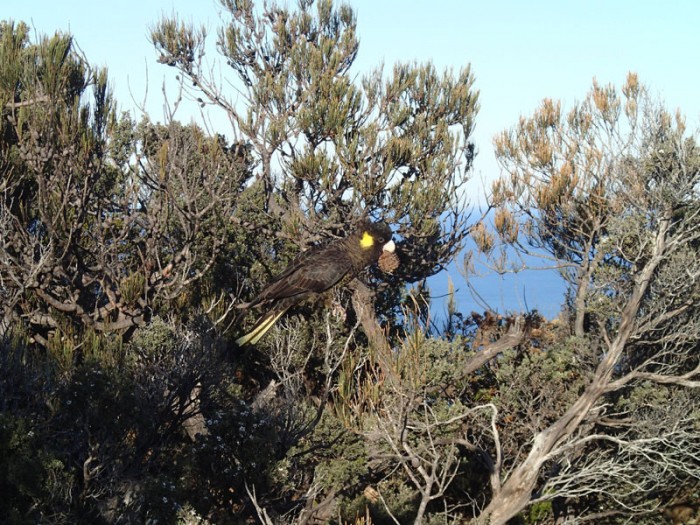 Yellow-tailed black cockatoo