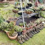 Sur le chemin du retour, un jardin tasmanien