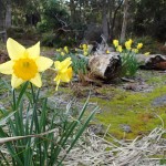 Fin août, le printemps prend la place