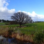 La campagne à Sorell