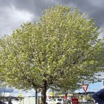 Un printemps avec des nuages dans la tête