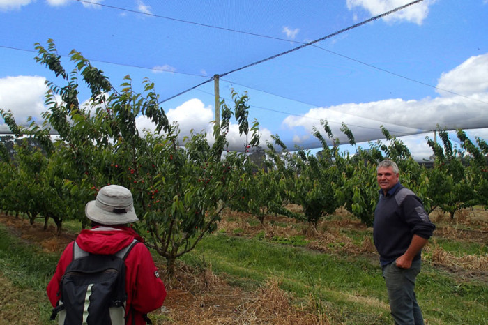 Tim nous introduit à ses cerisiers