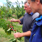 Le b.a.-ba sur les cerises