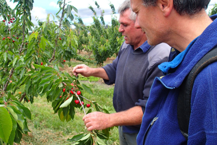 Le b.a.-ba sur les cerises