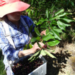 Un panier de 8Kg, objectif : une dizaine par jour et par personne !