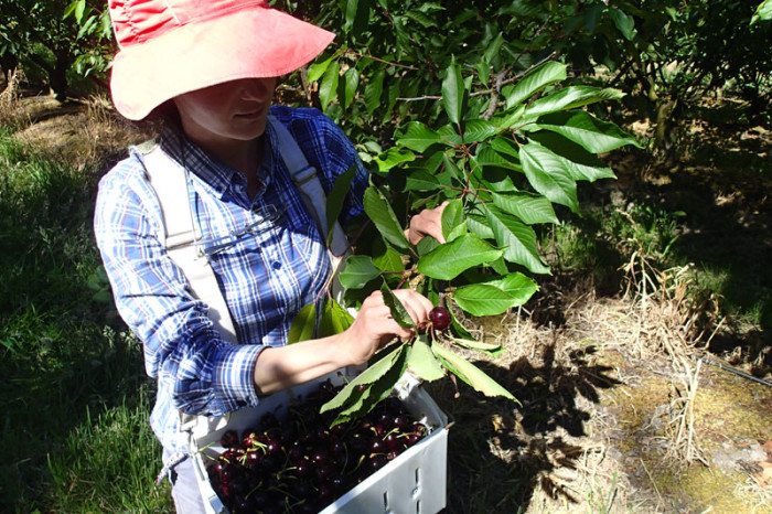 Un panier de 8Kg, objectif : une dizaine par jour et par personne !