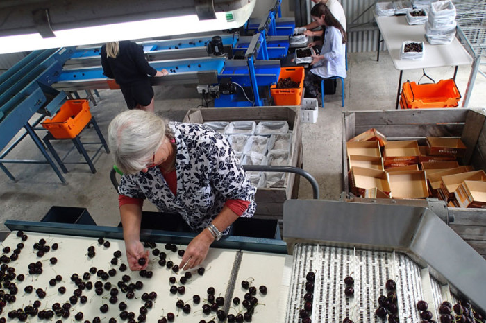 Jenny sur le plateau de tri des cerises