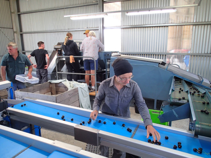 Carina met les fruits abimés au rebut – le dessert des vaches