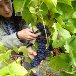 Grappes de Pinot Noir à Rosevears chez James et Lynley