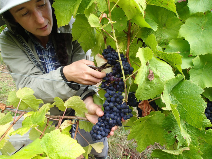 Grappes de Pinot Noir à Rosevears chez James et Lynley