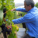 Les vendanges sur fond de Tamar River