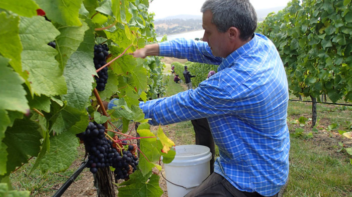Les vendanges sur fond de Tamar River