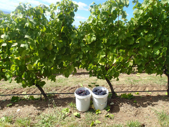 18Kg de raisins par seau