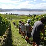 Les vignes de James et Lynley à Rosevears sur la rive W de la Tamar