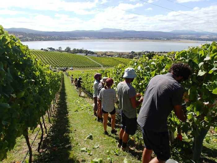 Les vignes de James et Lynley à Rosevears sur la rive W de la Tamar