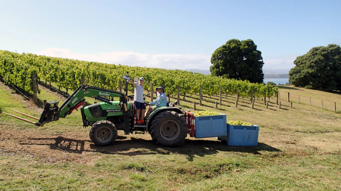 Le raisin jaune Chardonnay, cueilli par des backpackers…