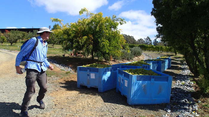 Poursuivi par un convoi de Chardonnay !