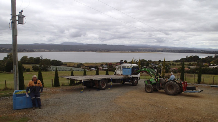 Expédition des grappes au maître viticole pour la fabrication du vin