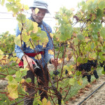 … notre second vignoble de la Tamar Valley…
