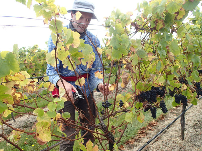 … notre second vignoble de la Tamar Valley…