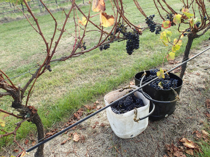 … sur les 5 où on a fait les vendanges !