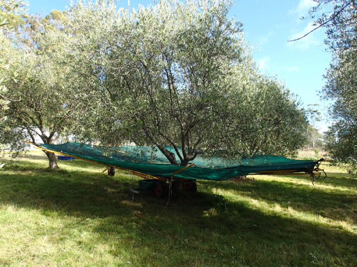 … son déploiement autour de l’olivier