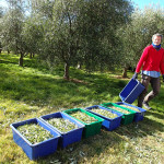 A nous deux, 28 à 30 arbres « secoués » pour 300Kg d’olives par jour !