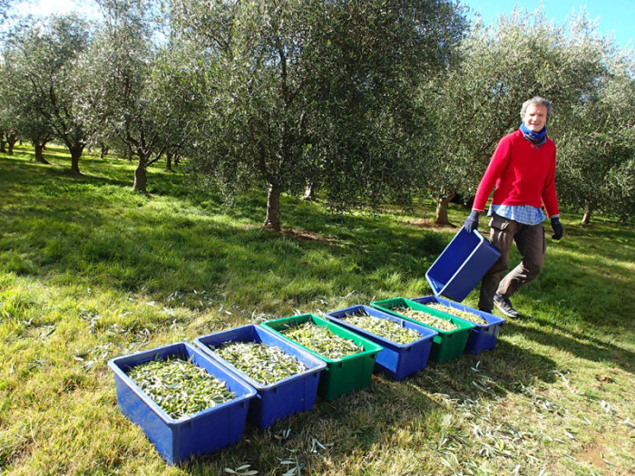 A nous deux, 28 à 30 arbres « secoués » pour 400Kg d’olives par jour !