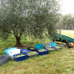 Le voyage de l’olive : de l’arbre au bac en passant par le parapluie