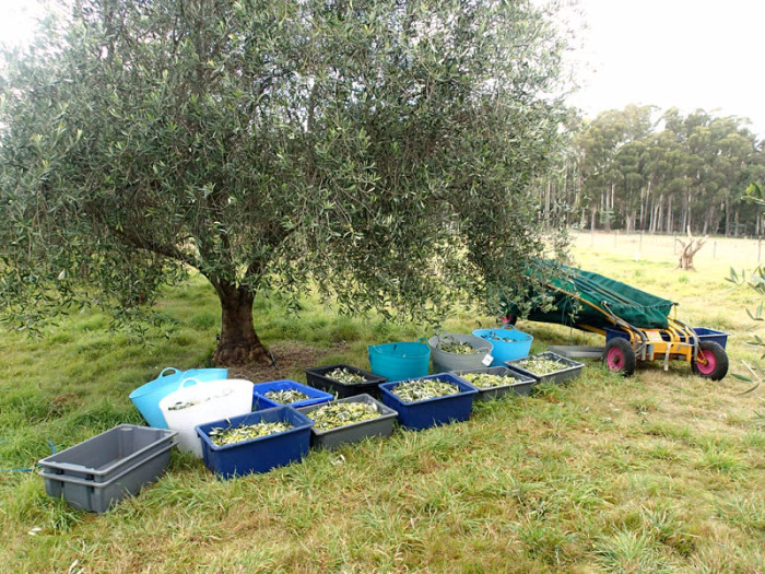 Le voyage de l’olive : de l’arbre au bac en passant par le parapluie