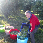 Trop content, la récolte est finie, c’est notre dernier bac d’olives !