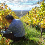 Les pieds de vigne lilliputiens de Grey Sands chez Bob et Rita