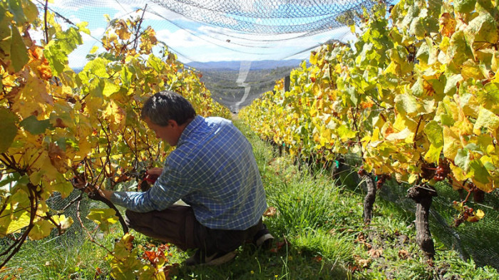 Les pieds de vigne lilliputiens de Grey Sands chez Bob et Rita