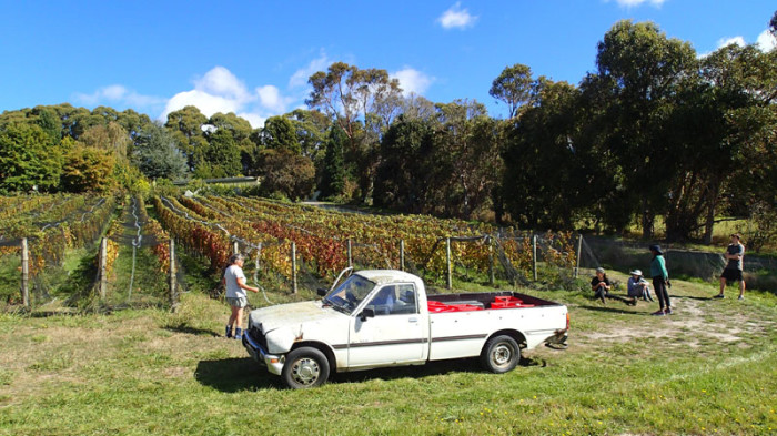 Les vignes des puristes Bob et Rita